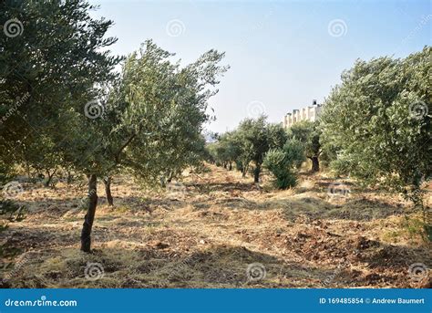 Field of Olive Trees in Bethlehem on a Summer Day Stock Photo - Image of landmark, holy: 169485854