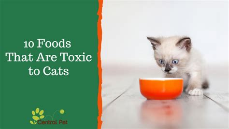 10 Foods That Are Toxic to Cats