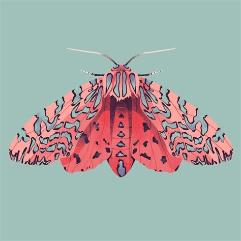 Moths on Behance | Moth illustration, Insect art, Moth art