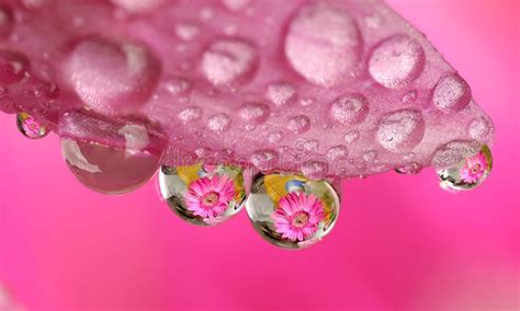 Macro water drop flower stock photo. Image of morning - 5550426