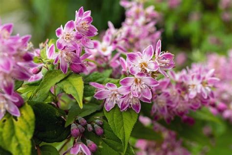 26 Gorgeous Pink Flowering Shrubs for Your Garden - DIY & Crafts