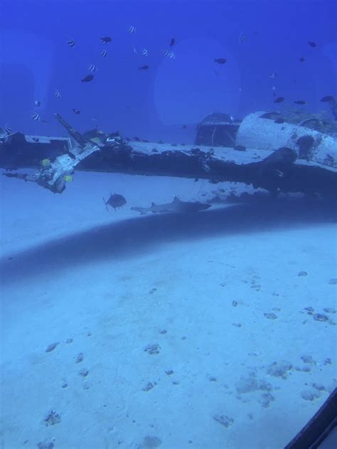 It's "plane" to see this dive even lets sharks in! | Waikiki beach, Waikiki, Atlantis