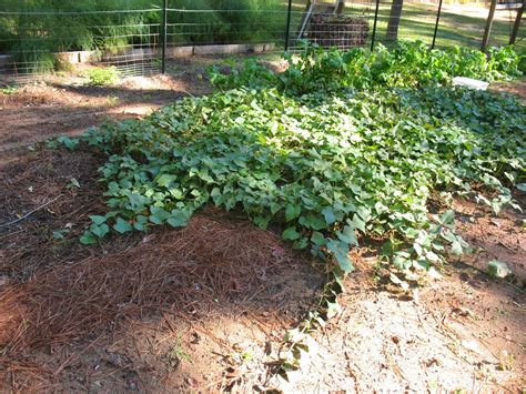 Sensible Survival: Sweet Potato Harvest