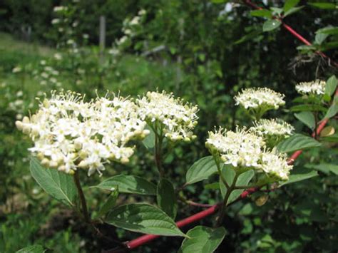 Arctic Fire® Dogwood (Cornus stolonifera ‘Farrow’) - Great Plains Nursery