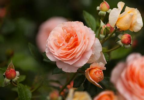 Hybrid tea rose | plant | Britannica