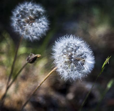 Walking Arizona: Ghost Flowers