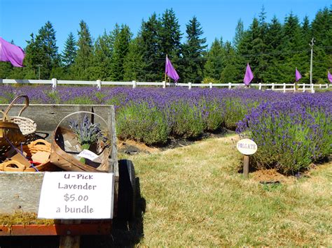 Sequim Lavender Festival | Seattle and Sound