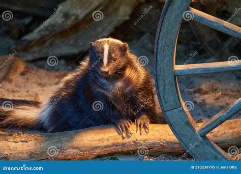 Mephitidae, Striped Skunk in a Farm Shack Next To an Old Fashioned Wheel. Stock Image - Image of ...