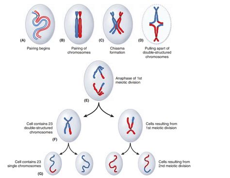 Chromosome Replication and Cell Division