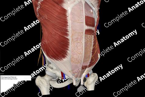 Ilioinguinal Nerve | Complete Anatomy