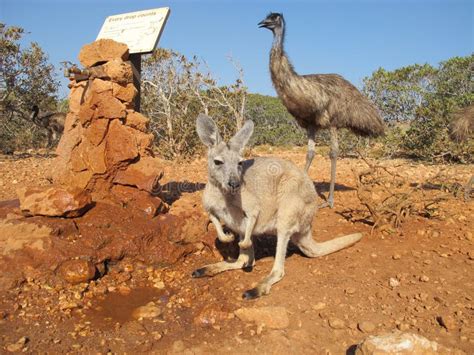 Kangaroo and Emus, Australia Stock Image - Image of kangaroo, head ...