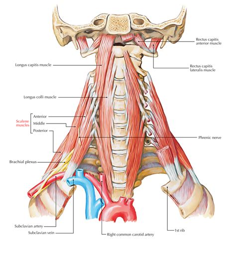 Anterior Scalene Muscle (Scalenus Anterior) – Earth's Lab