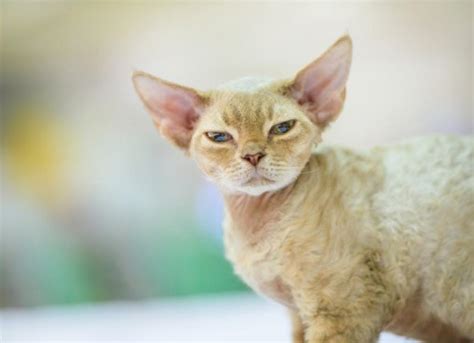 What You Need to Know Before Bringing Home a Rex Cat | PetMD