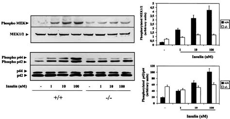 Mitogenic response to insulin in wild-type and IRS-1-defi- cient brown... | Download Scientific ...