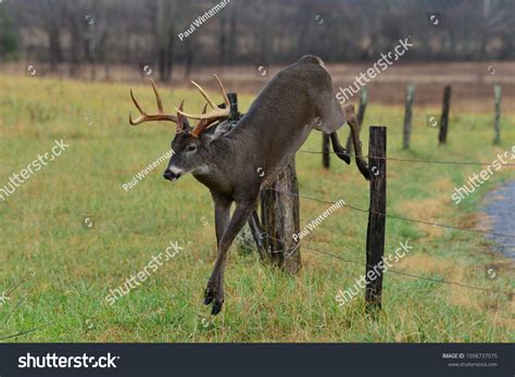 Deer Jumping Fence Cades Cove Smoky Stock Photo 1098737075 | Shutterstock