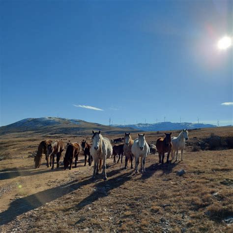 Wild horses, Livno • Avanturistic