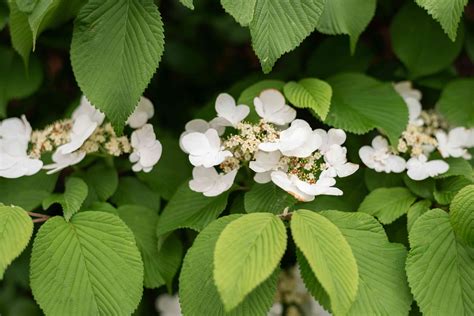 Climbing Hydrangea: Plant Care & Growing Guide