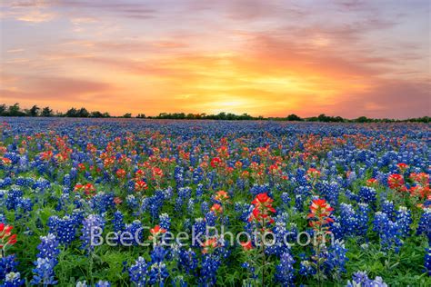 Texas Bluebonnets and Wildflowers pictures and images