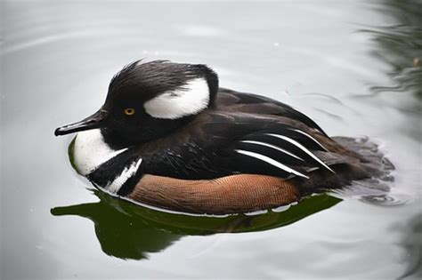 Male Hooded merganser duck: London | Below is the female ver… | Flickr