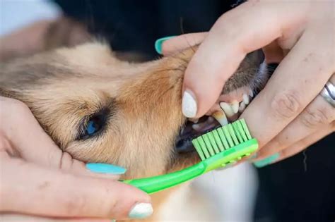 Make Brushing Your Dog's Teeth at Home Easy with These 3 Tips in White ...