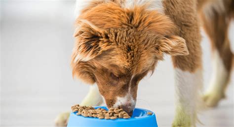 Tipos de alimentación para perros: seca, húmeda, cruda y casera - ARQUIVET