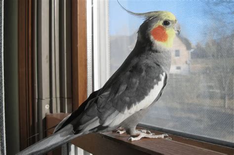 Cockatiel colors -Cockatiel colors chart Mutations and genetics