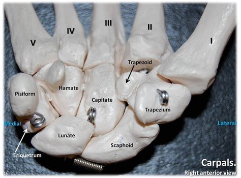 Carpals, anterior view with labels - Appendicular Skeleton Visual Atlas, page 16 | Flickr ...