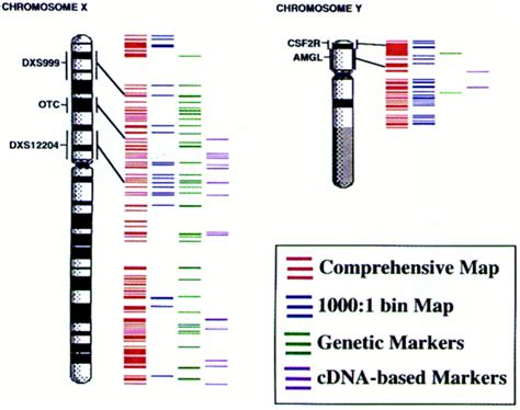 An STS-Based Radiation Hybrid Map of the Human Genome