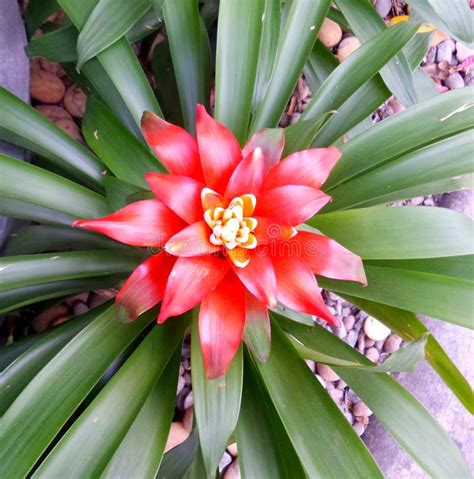 Bromeliad red flower stock photo. Image of flower, redbromeliad - 50289680