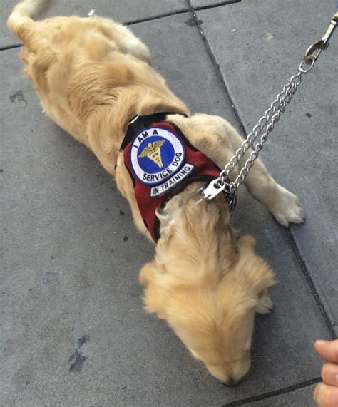 Dog of the Day: Golden Retriever Puppy Service Dog In Training | The Dogs of San Francisco