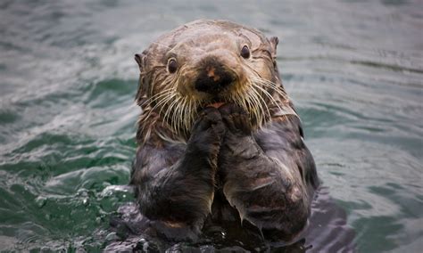 Natural Capital Coalition | How Sea Otters Help Save the Planet