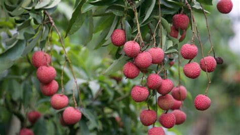 Planting lychee seeds: How to grow a lychee - live-native.com