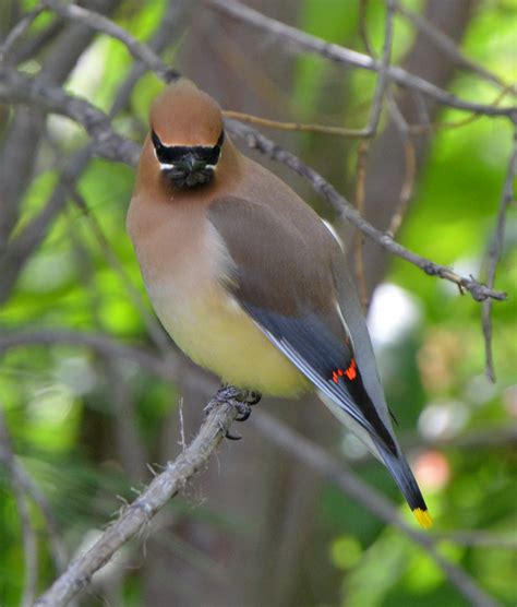 Bird of the Week Cedar Waxwing