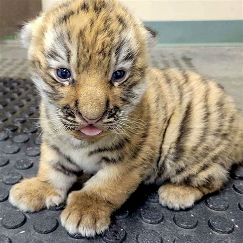 Cute Bengal Tiger Cubs