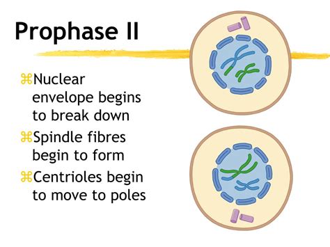 PPT - Meiosis PowerPoint Presentation, free download - ID:2867307