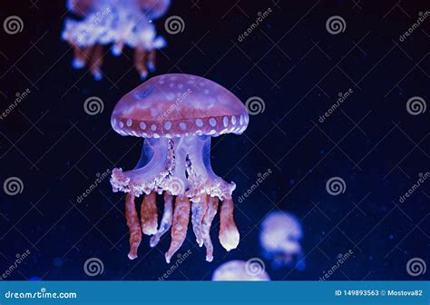 Hypnotic Colorful Marble Jellyfishes Underwater Stock Image - Image of close, background: 149893563