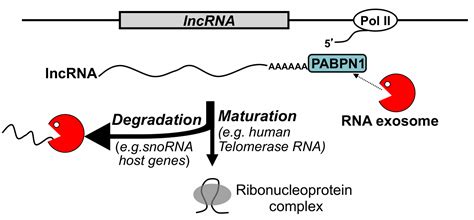 Polyadenylation-dependent gene regulation | Bachand Lab