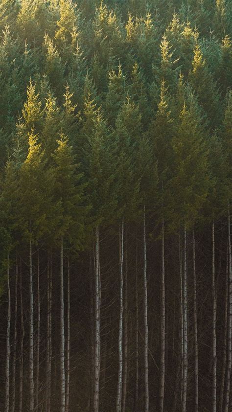 Wallpaper Spruce Trees Fforest