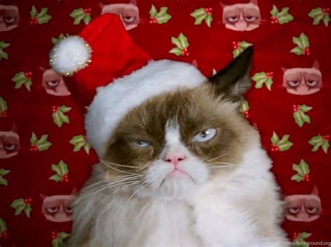 Grumpy Cat Christmas Wallpapers - Top Free Grumpy Cat Christmas Backgrounds - WallpaperAccess