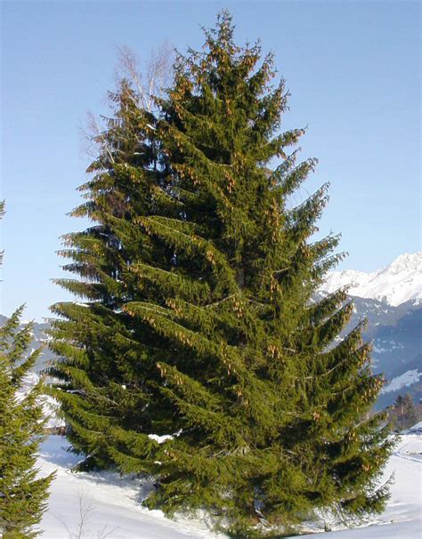 Picea_abies | Tillamook County Master Gardener Association