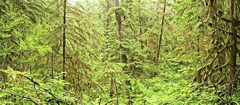 Pacific Rim Rainforest Photograph by Chuck Burdick - Pixels