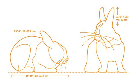 Dutch Rabbit Dimensions & Drawings | Dimensions.com