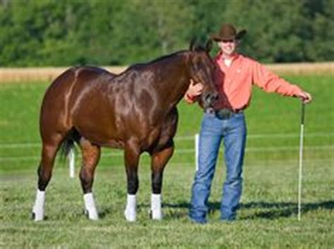 Clinton Anderson Horse Hay, Horse Training, Quarter Horse, Horse Stuff ...