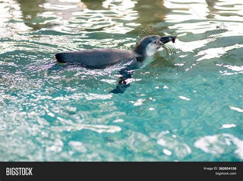 Baby Penguin Swimming Image & Photo (Free Trial) | Bigstock