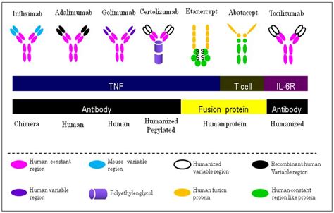 Treatment of Rheumatoid Arthritis with Biological Agents | IntechOpen