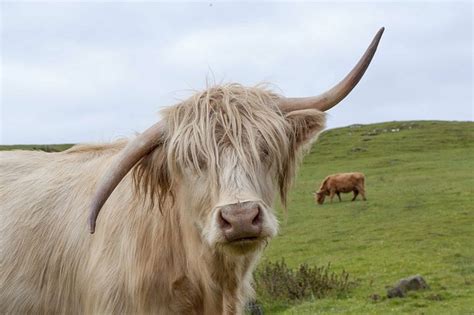 Highland Cow Scotland · Free photo on Pixabay