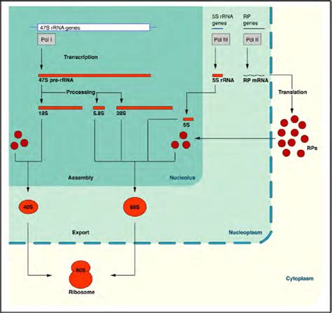 Overview of ribosome biogenesis in mammalian cells. | Download ...