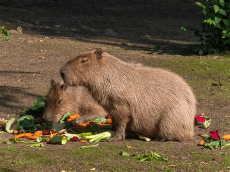 Can you potty train Capybaras? | Unleashing the Truth