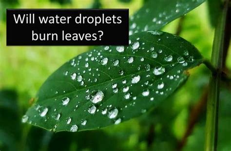 Watering Plants in the Sun – Do Water Droplets Damage Leaves ...