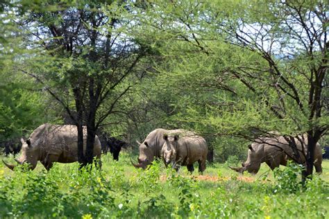 Marakele National Park Limpopo, South Africa | Best Time To Visit Marakele National Park